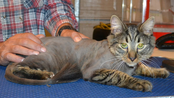 Charlie is a medium hair Domestic. He had his matted fur shaved, nails clipped and ears cleaned.