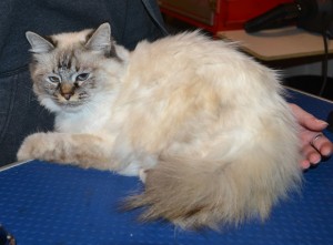 Blondie is a Ragdoll. She had her fur shaved down, nails clipped, ears cleaned and a wash n blow dry.