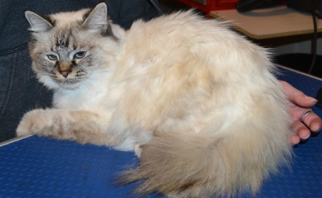 Blondie is a Ragdoll. She had her fur shaved down, nails clipped, ears cleaned and a wash n blow dry.