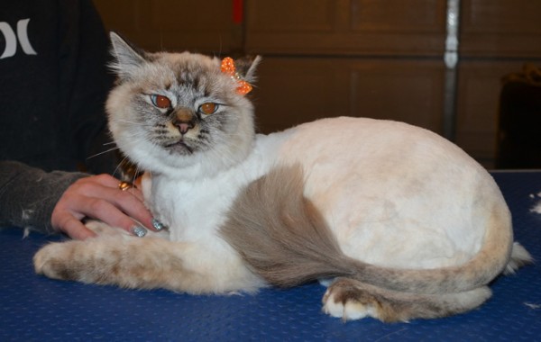Blondie is a Ragdoll. She had her fur shaved down, nails clipped, ears cleaned and a wash n blow dry.