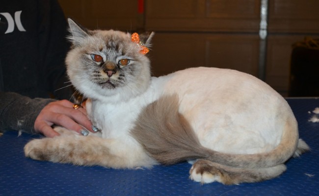 Blondie is a Ragdoll. She had her fur shaved down, nails clipped, ears cleaned and a wash n blow dry.