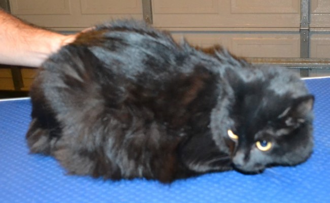 Pepper is a Medium hair Domestic. She had her fur shaved down, nails clipped, ears cleaned and a full set of Black Softpaw nail caps.