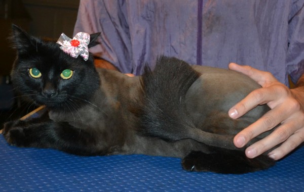 Pepper is a Medium hair Domestic. She had her fur shaved down, nails clipped, ears cleaned and a full set of Black Softpaw nail caps.