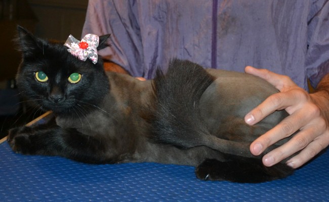Pepper is a Medium hair Domestic. She had her fur shaved down, nails clipped, ears cleaned and a full set of Black Softpaw nail caps.