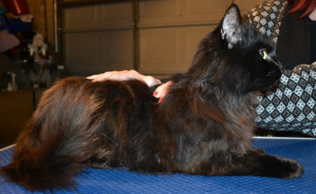 Queenie is a Long/medium Hair Domestic. She had her fur shaved down, nails clipped, ears cleaned and purple softpaws put on her back feet to stop her from scratching herself.