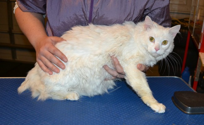 Bella is a Long/medium Hair Domestic. She had her matted fur shaved down, nails clipped, ears cleaned and a wash n blow dry.