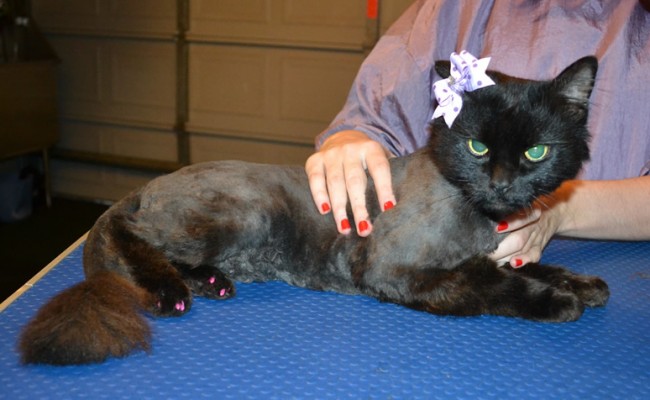 Queenie is a Long/medium Hair Domestic. She had her fur shaved down, nails clipped, ears cleaned and purple softpaws put on her back feet to stop her from scratching herself.