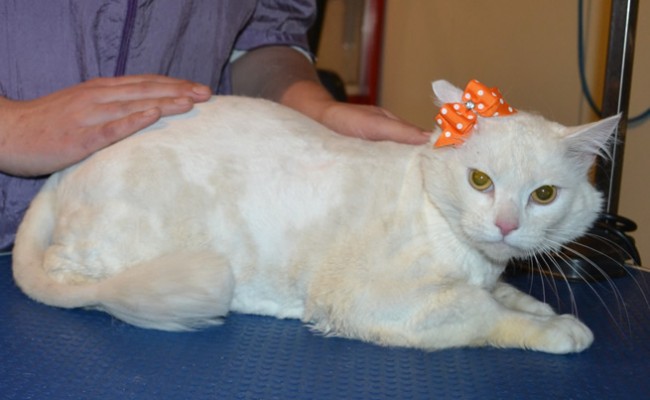 Bella is a Long/medium Hair Domestic. She had her matted fur shaved down, nails clipped, ears cleaned and a wash n blow dry.