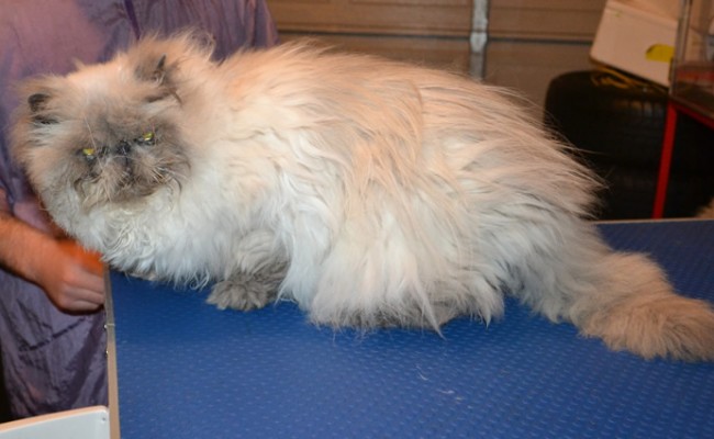 Mozart is a Himalayan. He had his matted fur shaved down, nails clipped, ears and eyes cleaned and a wash n blow dry.