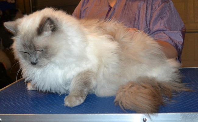 Jasper is a Ragdoll. He had his matted fur shaved down, nails clipped and ears cleaned.