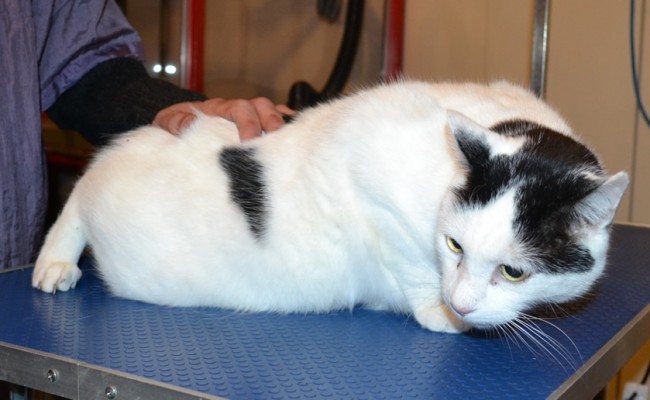 Sootie is a Short hair Domestic. She had her fur shaved down, nails clipped, ears cleaned and Orange Softpaws nail caps pit on.