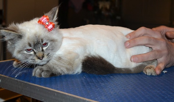 Panda is a Ragdoll. She had her fur shaved down, nails clipped, ears cleaned and a wash n blow dry.