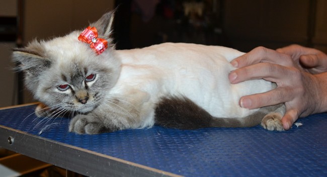Panda is a Ragdoll. She had her fur shaved down, nails clipped, ears cleaned and a wash n blow dry.