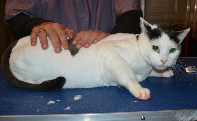 Sootie is a Short hair Domestic. She had her fur shaved down, nails clipped, ears cleaned and Orange Softpaws nail caps pit on.