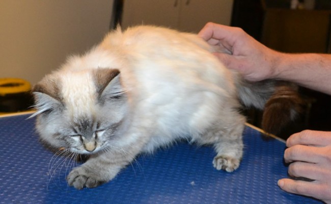Peaches is a Ragdoll. She had her fur shaved down, nails clipped, ears cleaned and a wash n blow dry.