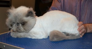 Mozart is a Himalayan. He had his matted fur shaved down, nails clipped, ears and eyes cleaned and a wash n blow dry.