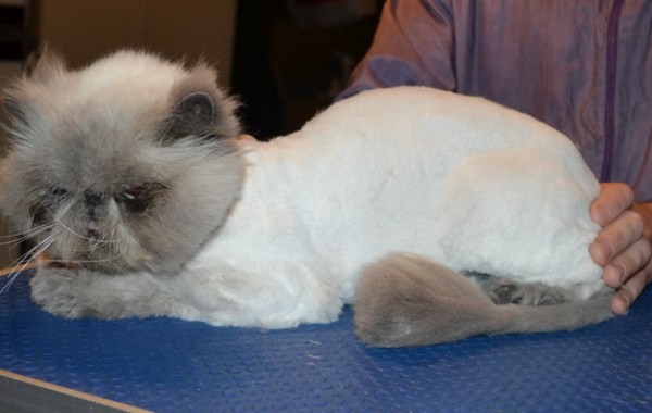 Mozart is a Himalayan. He had his matted fur shaved down, nails clipped, ears and eyes cleaned and a wash n blow dry.