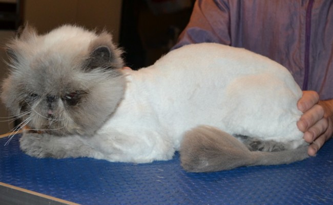 Mozart is a Himalayan. He had his matted fur shaved down, nails clipped, ears and eyes cleaned and a wash n blow dry.