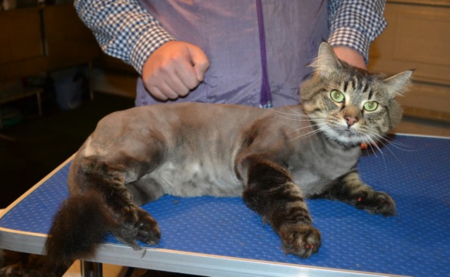 Conan is a Mainecoon x Domestic. He had his fur shaved down, nails clipped , ears cleaned and Brown softpaw nail caps put on.