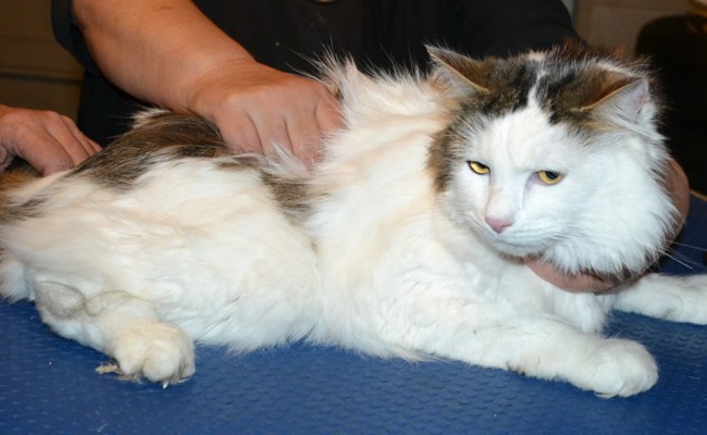 Bucket is a Long to medium hair Domestic. He had his fur shaved down, nails clipped and ears cleaned.