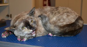 Xena is a Scottish Fold x Tonkinese.. She came in for a full set of Hot pink Softpaw nail caps. She was Angry!