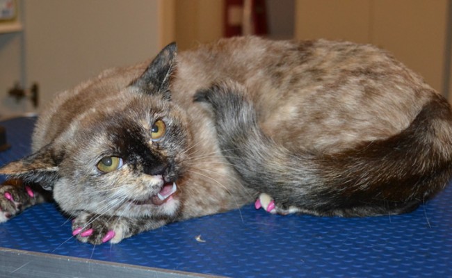 Xena is a Scottish Fold x Tonkinese.. She came in for a full set of Hot pink Softpaw nail caps. She was Angry!