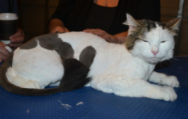 Bucket is a Long to medium hair Domestic. He had his fur shaved down, nails clipped and ears cleaned.