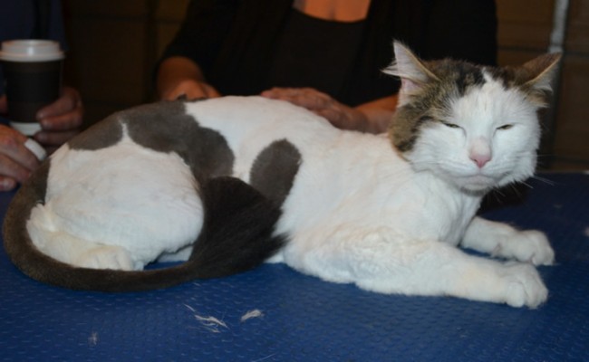 Bucket is a Long to medium hair Domestic. He had his fur shaved down, nails clipped and ears cleaned.