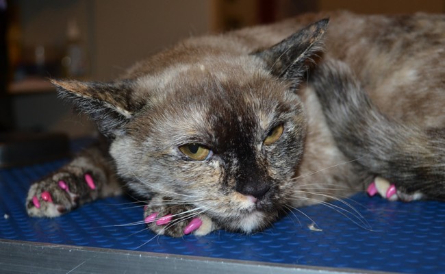 Xena is a Scottish Fold x Tonkinese.. She came in for a full set of Hot pink Softpaw nail caps. She was Angry!