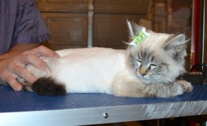 Peaches is a Ragdoll. She had her fur shaved down, nails clipped, ears cleaned and a wash n blow dry.