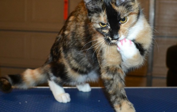Poppy is a short hair domestic. She came in for some hot pink Softpaw nail caps.