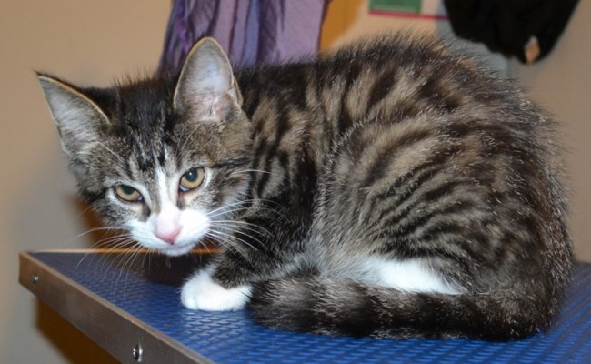 Marley and Lola are 8 week old medium hair domestics. They both had their nails clipped and a wash n blow dry.