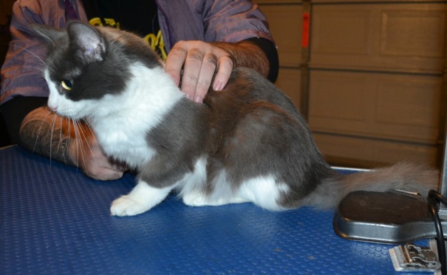 Pixel is a medium hair Domestic. She had her fur shaved down, nails clipped, ears cleaned and a wash n blow dry.