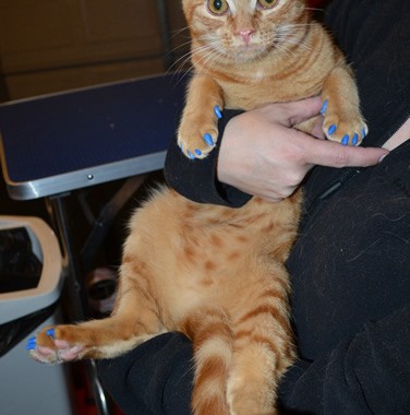 Gismo is a short hair domestic. He came in for a full set of blue Softpaw nail caps.