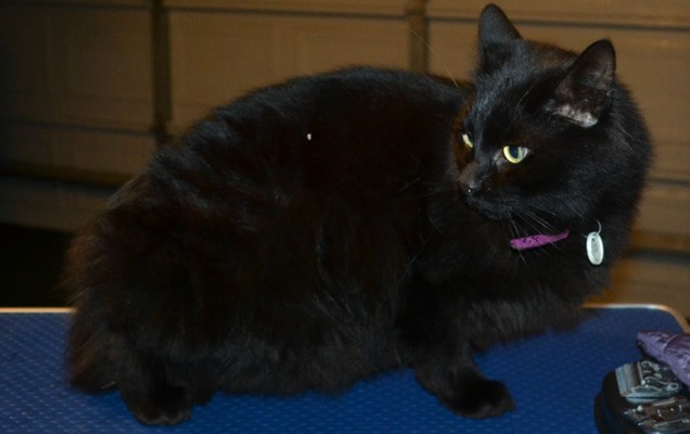 Suede is a medium/long hair domestic. He had his fur shaved down, nails clipped, ears cleaned and a full set of Orange and Pink Softpaw nail caps