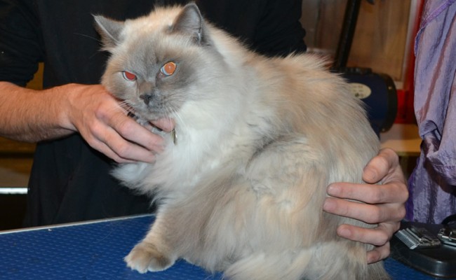 Jasper is a Ragdoll. He had his matted fur shaved down, nails clipped and ears cleaned.