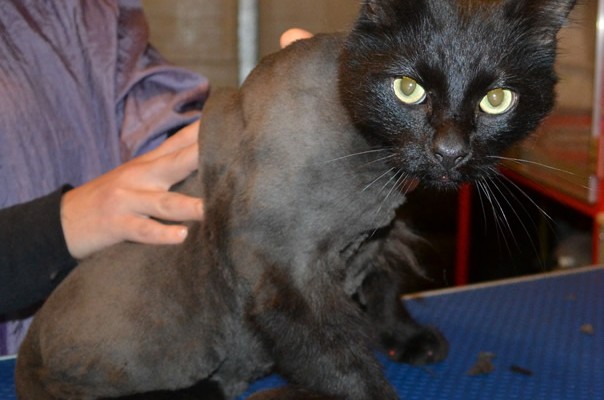Suede is a medium/long hair domestic. He had his fur shaved down, nails clipped, ears cleaned and a full set of Orange and Pink Softpaw nail caps