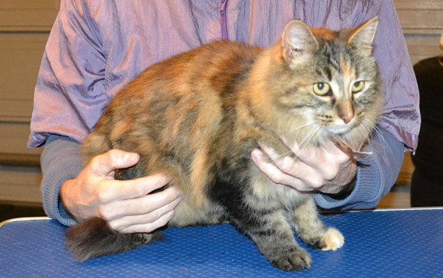 Kitty is a medium Hair Domestic. She had her matted fur shaved down, nails clipped and ears cleaned.