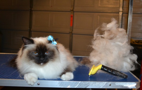 Sasha is a Burman. She had her fur raked, nails clipped, ears cleaned and a wash n blow dry.