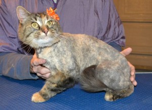 Kitty is a medium Hair Domestic. She had her matted fur shaved down, nails clipped and ears cleaned.