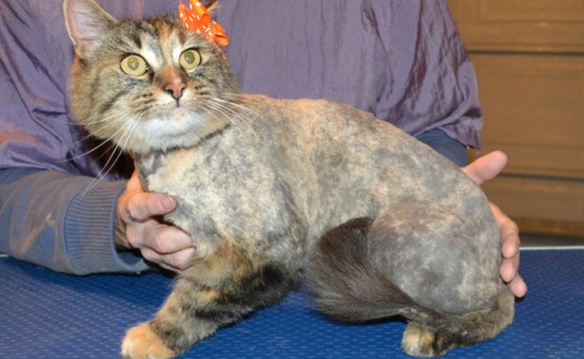 Kitty is a medium Hair Domestic. She had her matted fur shaved down, nails clipped and ears cleaned.