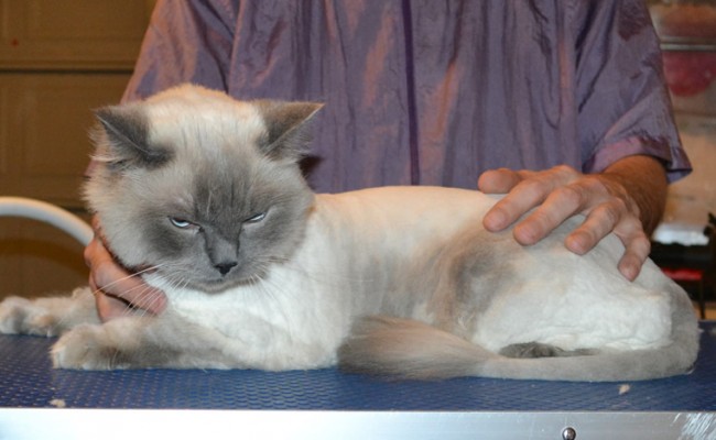 Jasper is a Ragdoll. He had his matted fur shaved down, nails clipped and ears cleaned.