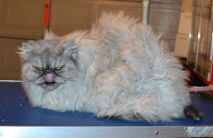 Maddison is a Persian. She had her matted fur shaved down, nails clipped, ears and eyes cleaned and a full set of Pink Softpaw nail caps.