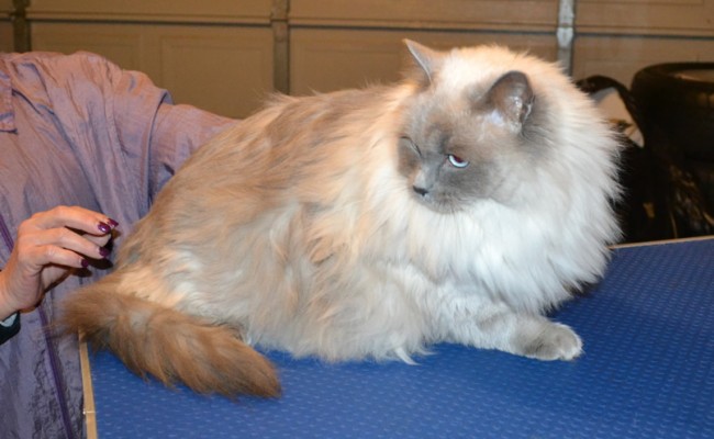 Mishka is a Ragdoll. She had her fur shaved down, nails clipped and ears cleaned.