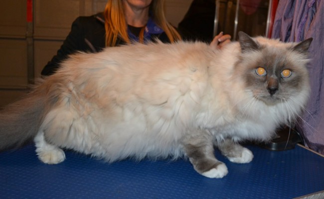 Oscar is a Birman. He had his matted fur shaved down, nails clipped and ears cleaned.