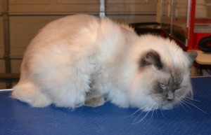 Romeo is a Ragdoll. He had his fur shaved down, nails clipped and ears clean.