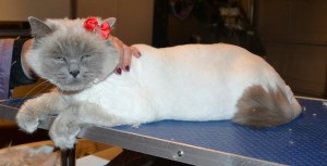 Mishka is a Ragdoll. She had her fur shaved down, nails clipped and ears cleaned.