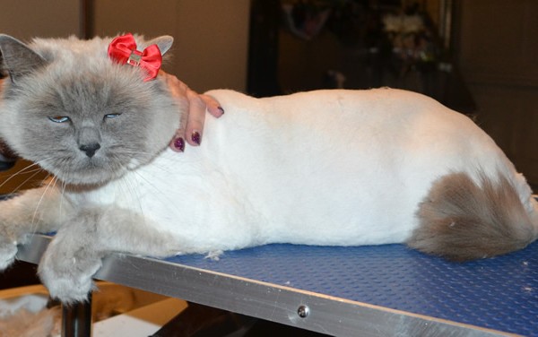 Mishka is a Ragdoll. She had her fur shaved down, nails clipped and ears cleaned.
