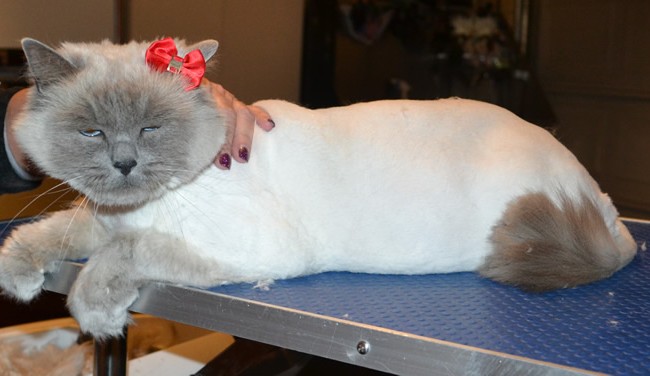 Mishka is a Ragdoll. She had her fur shaved down, nails clipped and ears cleaned.