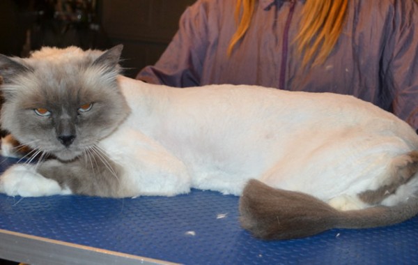 Oscar is a Birman. He had his matted fur shaved down, nails clipped and ears cleaned.